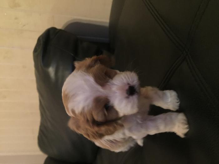 Cavoodle puppies - ready next week