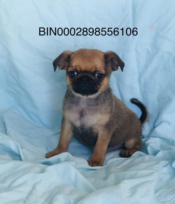 Last Griffon x pug tiny boy reduced $2450