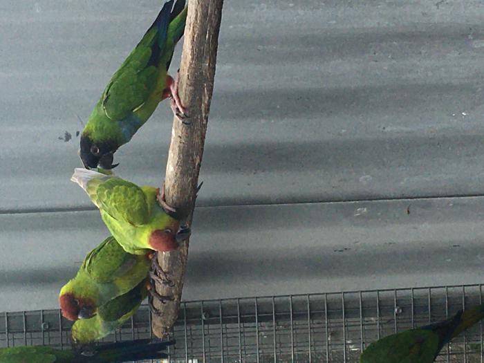 Cinnamon and Normal Nanday Conures 