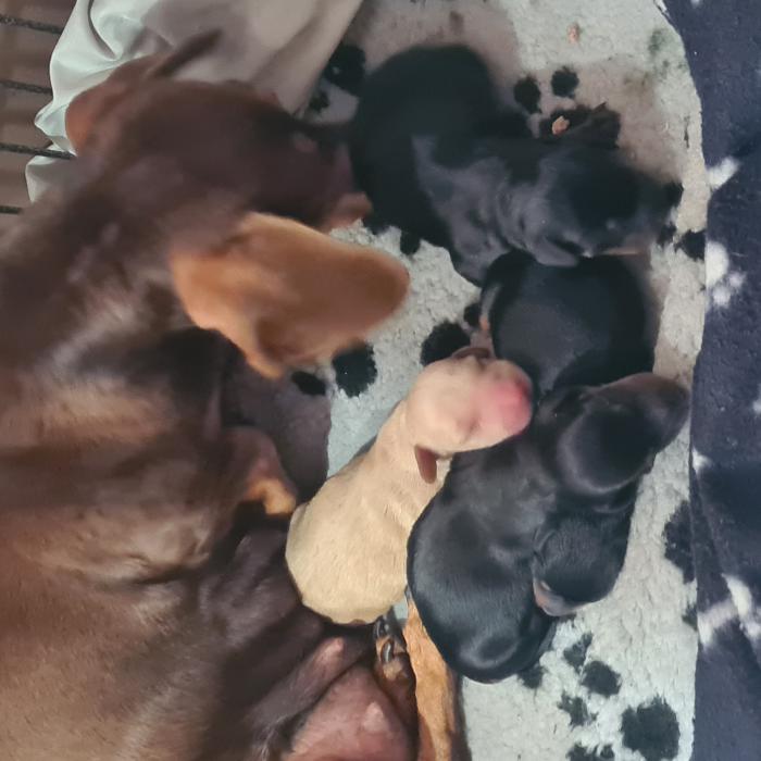 Mini dachshund puppies $2400 tamworth nsw  B000852410