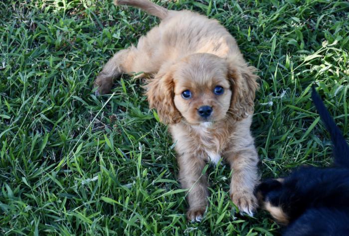 GORGEOUS Ruby Cavalier puppy ONLY$3000