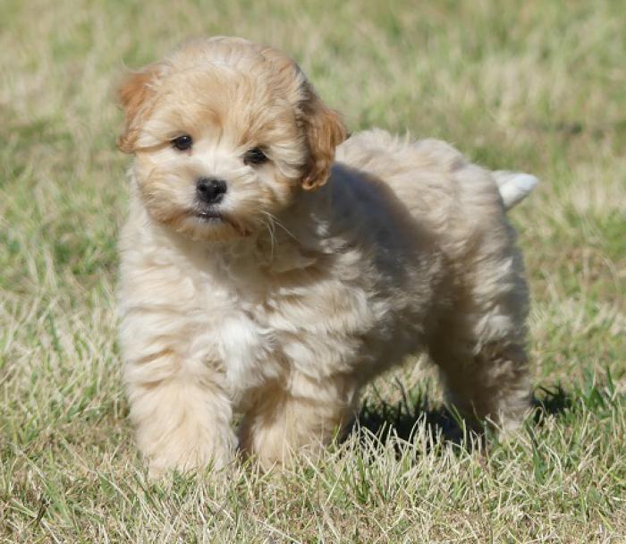Moodle puppies - Maltese x Poodle NON SHED TEDDY BEARS