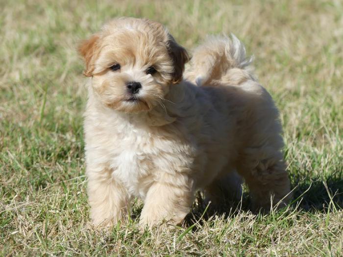 Moodle puppies - Maltese x Poodle NON SHED TEDDY BEARS
