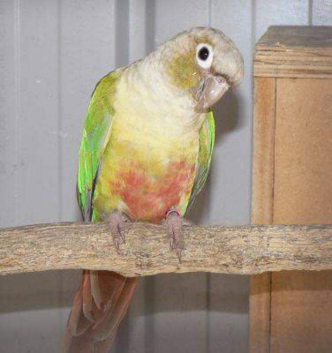 WANTED : Cinnamon Conure DNA Male. WANTED