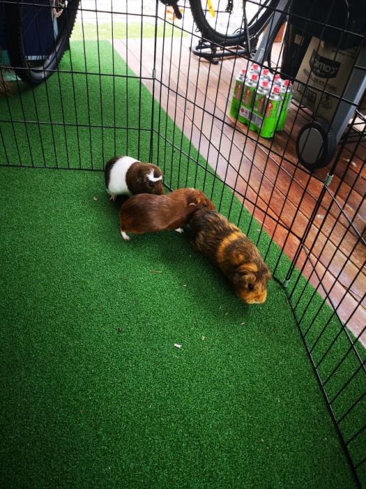 Guinea Pigs - 3 females, 1 male available need to sell ASAP