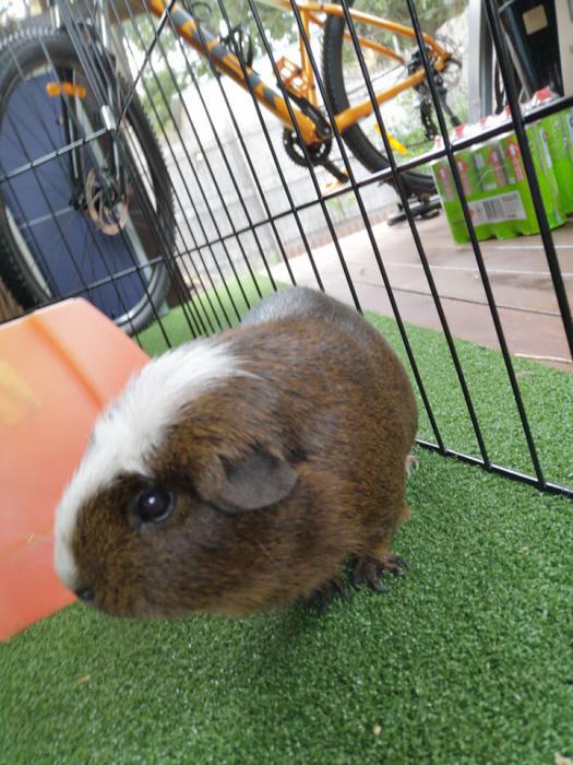 Guinea Pigs - 3 females, 1 male available need to sell ASAP