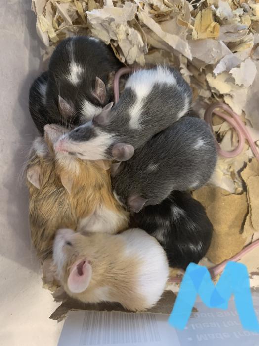 Baby mice for sale 