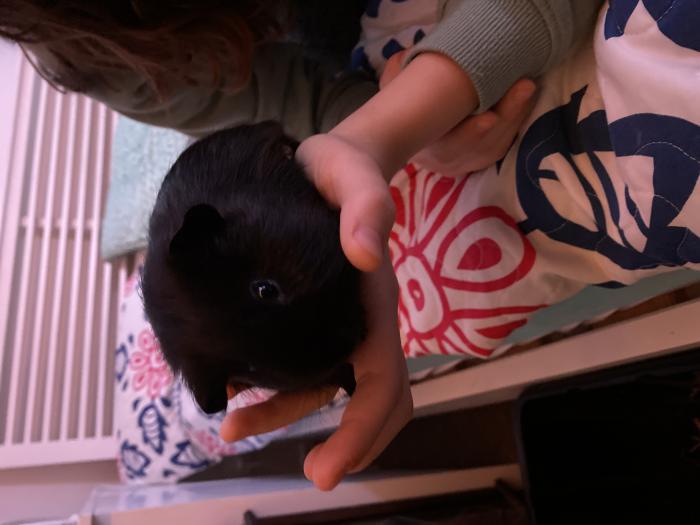 Male guinea pig baby 