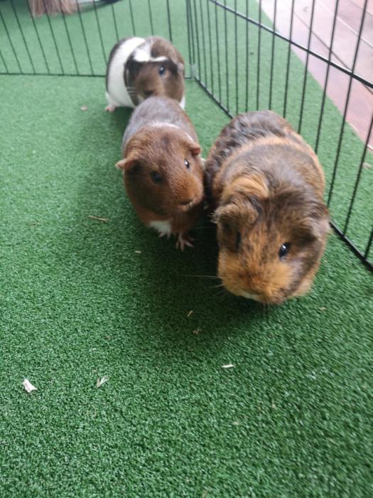 Guinea Pigs - 3 females AND 1 male