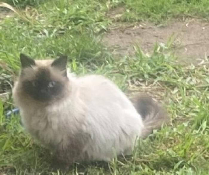 Ragdoll and Himalayan queens for sale.