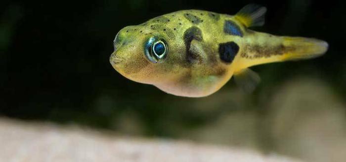 Dwarf ­Pea Pu­ffer f­ish (F­reshwa­ter) -­ Austr­alia W­ide Sh­ipping­