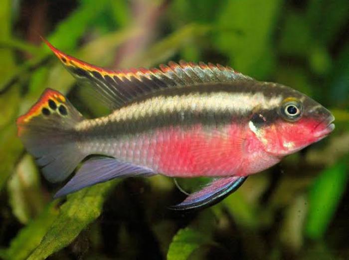 Kribensis Cichlids On Special now at WTFish!