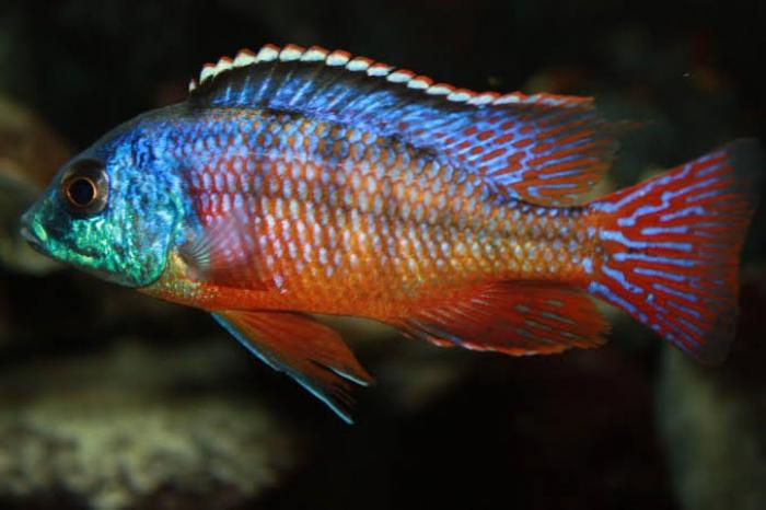 Red Empress on Special now at WTFish!