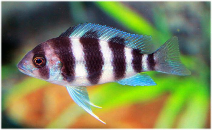 African Cichlid SALE at WTFISH