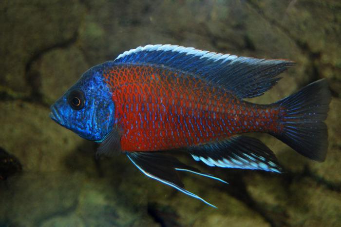 African Cichlid SALE at WTFISH