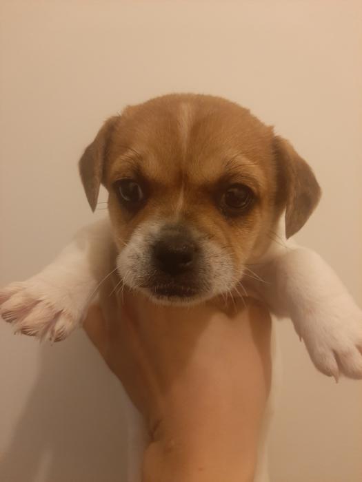 Tiny ADORABLE Chihuahua x Puppy $2200