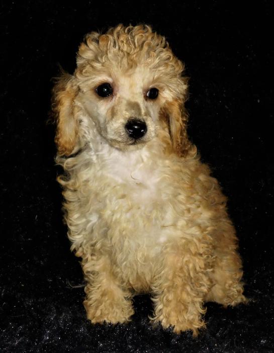 Female toy poodle $2750 includes transport