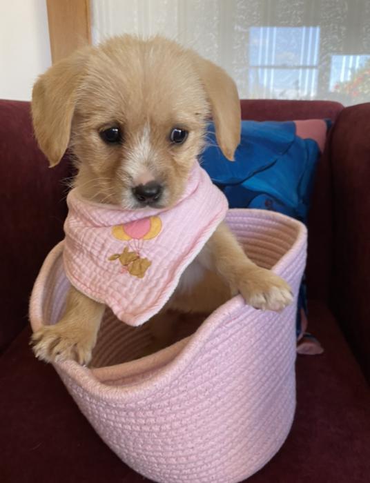 Cavoodle x Girl Puppy $3800
