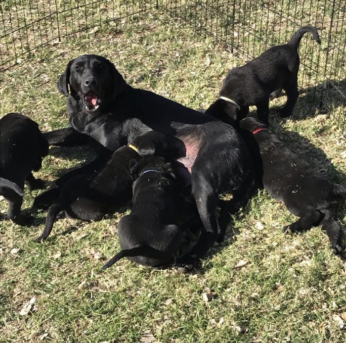 Labrador X puppies $1300
