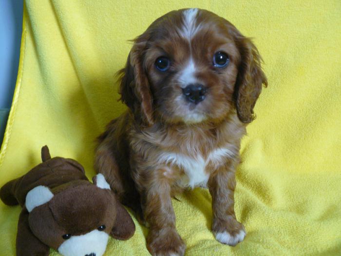 Ruby Cavalier King Charles pure bred