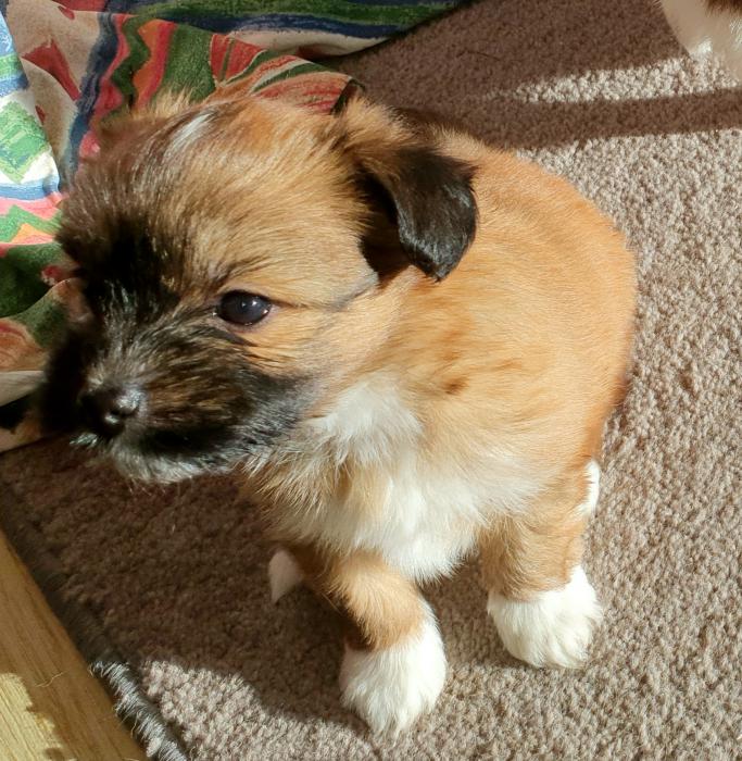 Papillon Silky Pomeranian Puppies For Sale