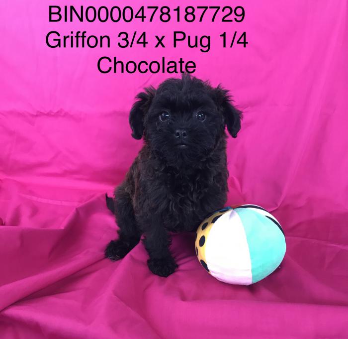 Griffon x pug fluffy dark chocolate male and female $2950