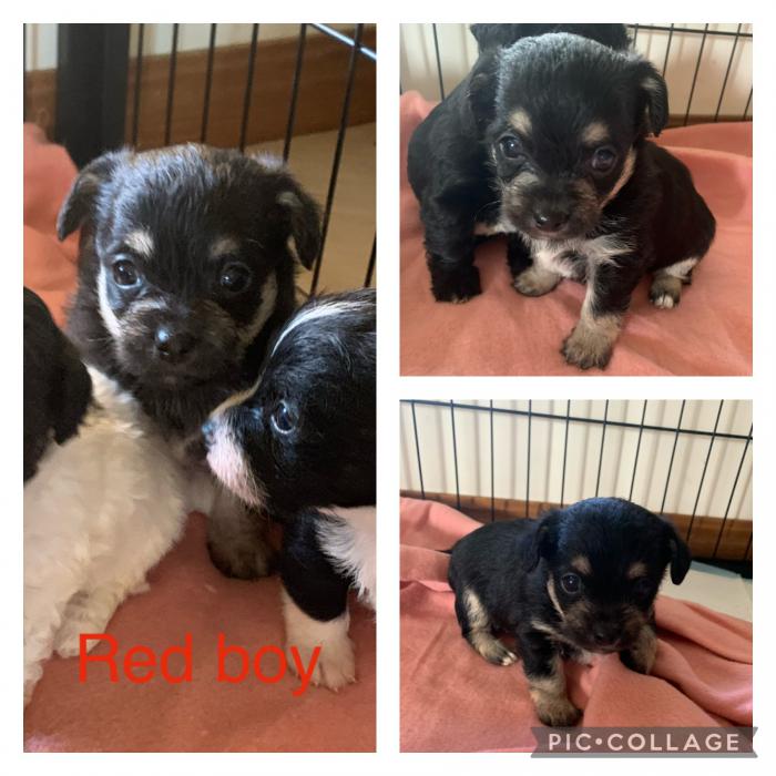 Toy poodle x chihuahua puppies 