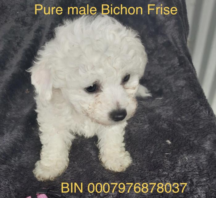 Last Bichon  Frise pure puppy  $3450