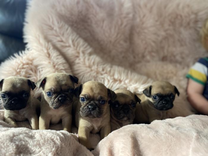 Frug puppies . $2500 Merle and fawn 