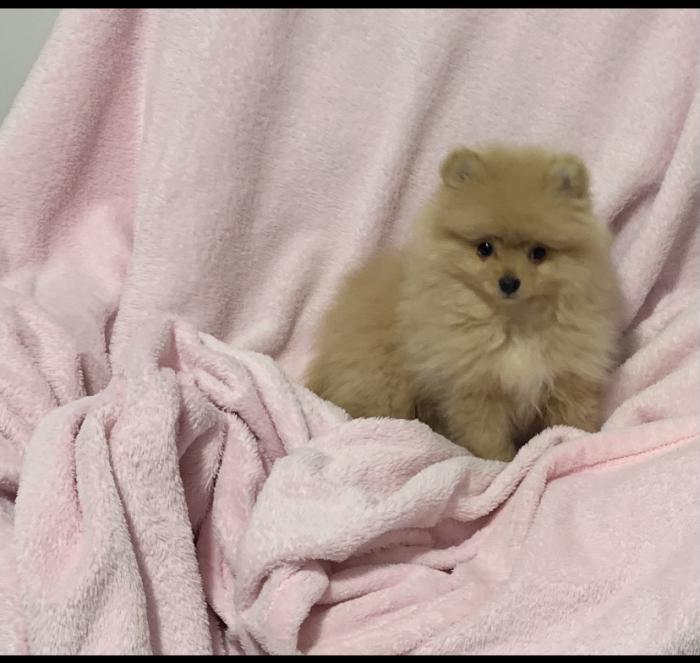 Small pure bred Pomeranian female puppy $2950