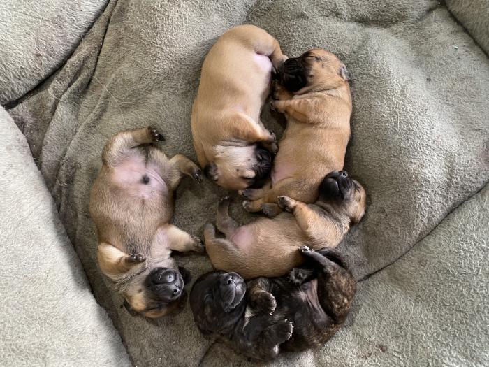 French bulldog x mini dachshund puppies