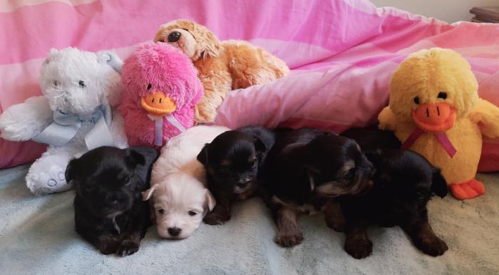 Shih tzu x 5 puppies available 