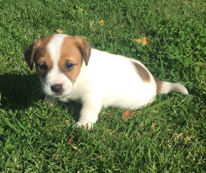 Gorgeous Jack Russell Puppies 