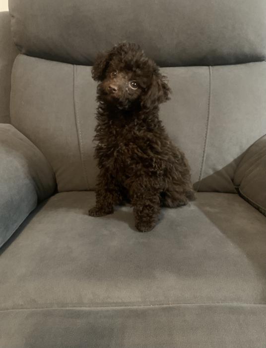 Toy poodle f chocolate 