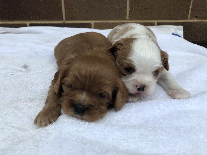 Cavalier King Charles Spaniel Pups, males only, pure breed
