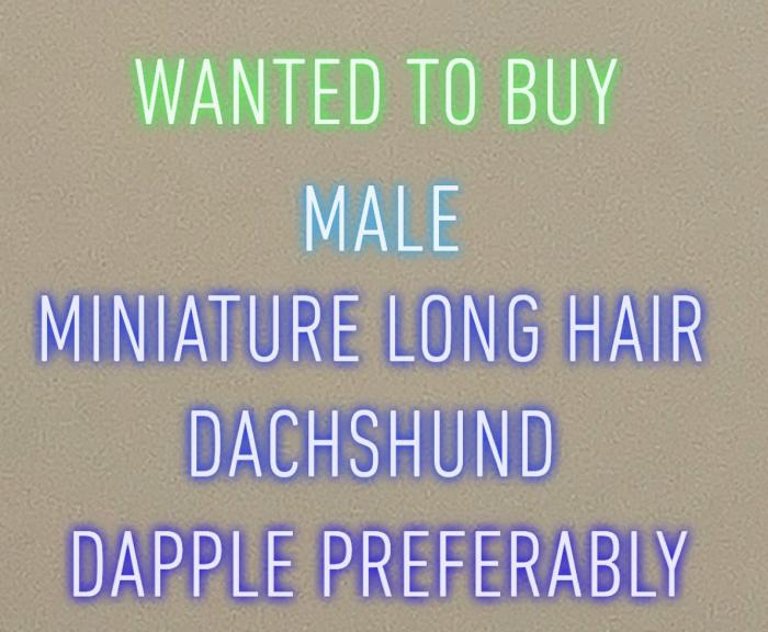 Miniature long hair dachshund 