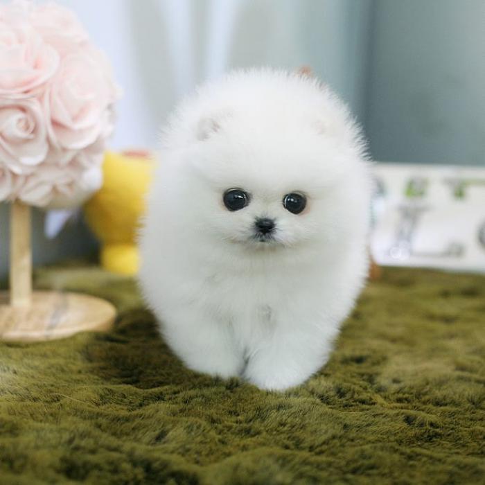 Pomeranian Puppies for sale