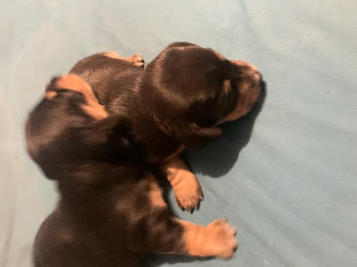 Beautiful mini dashound puppies