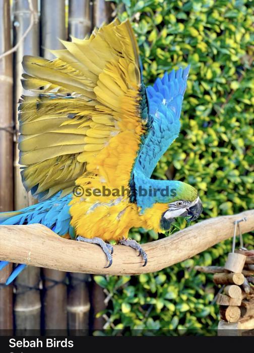 Yasuo the Blue & Gold Macaw ??  - Microchipped  friendly 