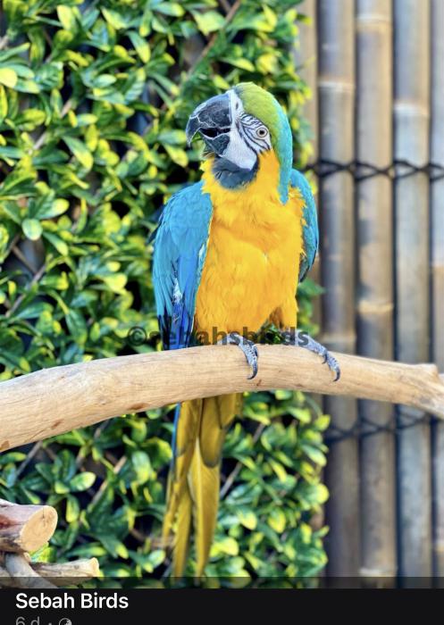 Yasuo the Blue & Gold Macaw ??  - Microchipped  friendly 