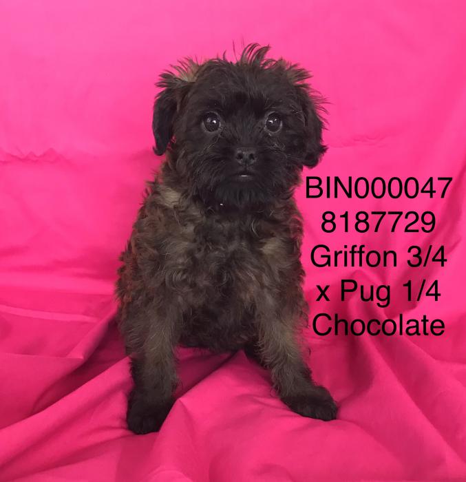 Griffon x pug girl . Looks Griff adults are 4 - 5 kg $2950