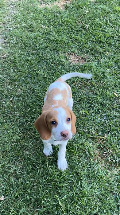 Beagle puppy, red and white female 