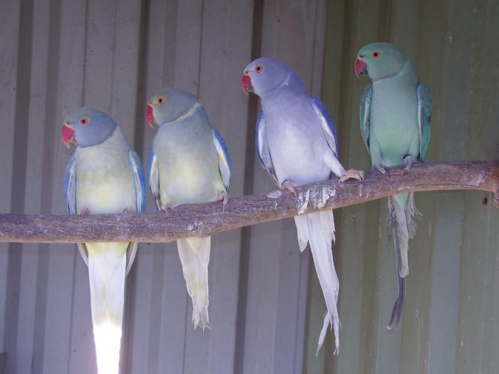 RINGNECKS OPALINE & CLEARTAIL COMBINATIONS