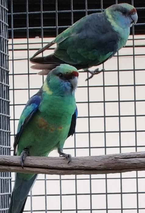 Correction: Mallee Ringneck - Young Pair