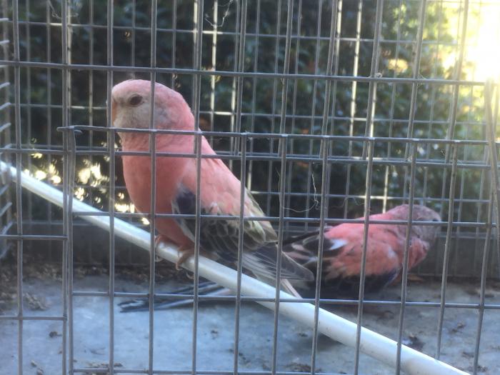 PINK B­OURKE ­PARROT­S.PAIR­.­