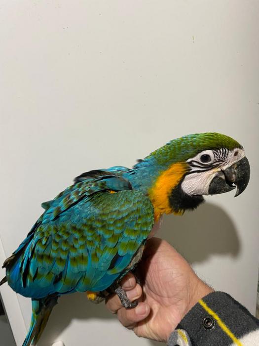 Baby blue and gold macaws 