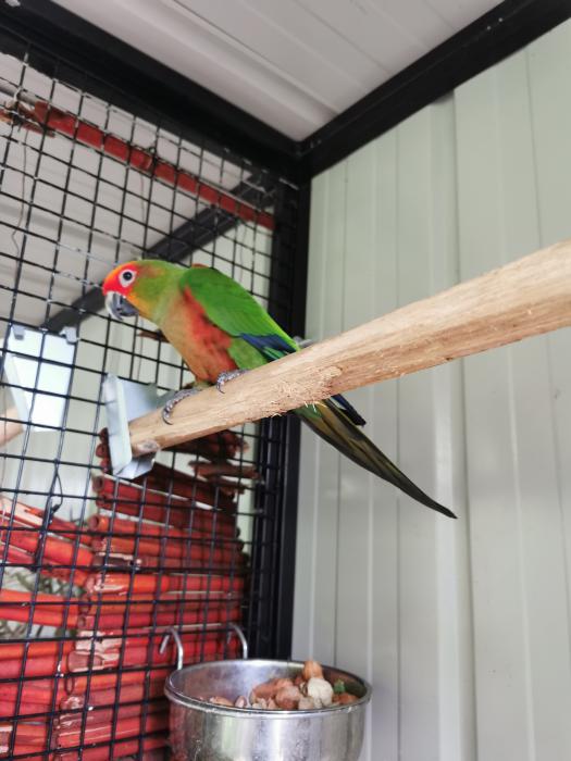 Gold capped conure pair 