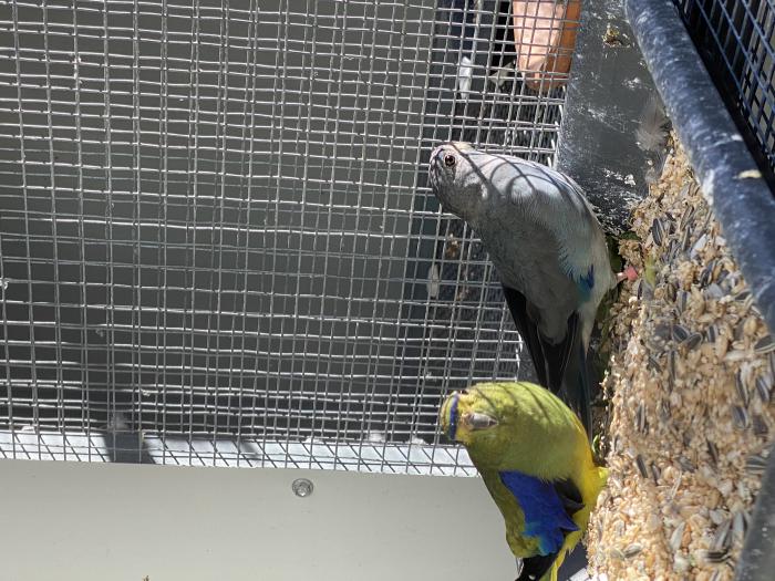 Bluewing parrots for sale