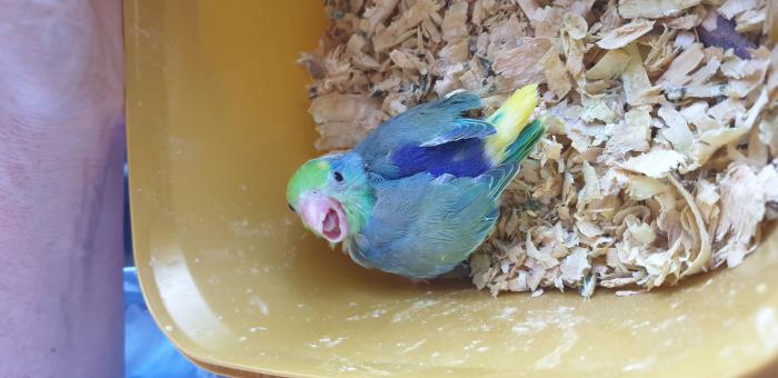 Hand Raised Pied Parrotlets