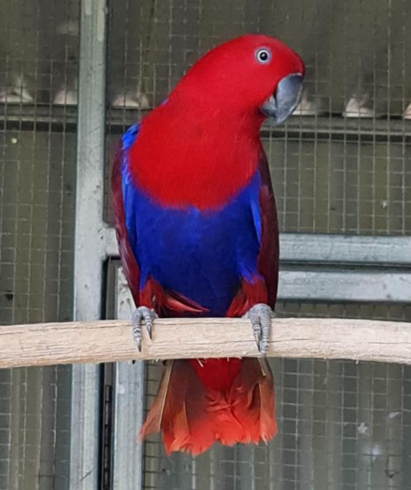 Breeding age eclectus  hens for sale